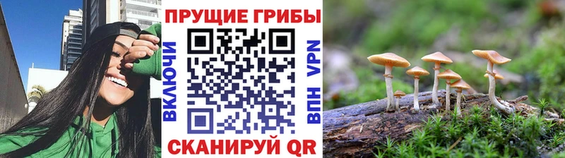 Псилоцибиновые грибы Psilocybine cubensis  цена наркотик  OMG tor  Облучье 